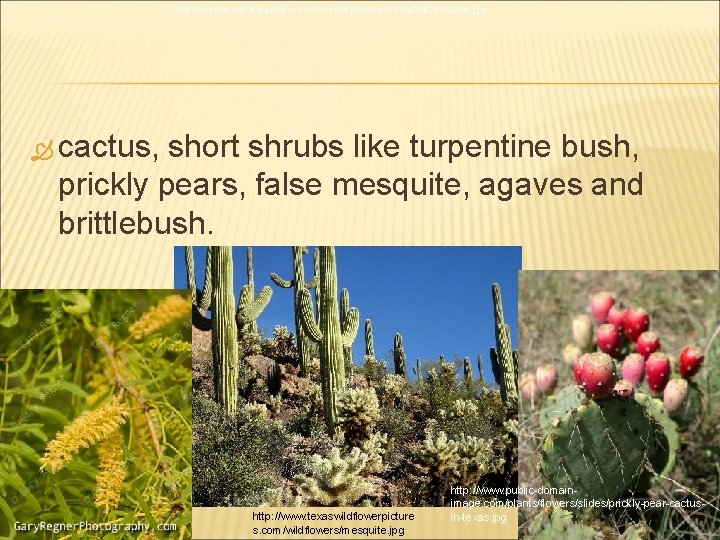 http: //media-cdn. tripadvisor. com/media/photo-s/01/0 e/24/2 e/cactus. jpg cactus, short shrubs like turpentine bush, prickly