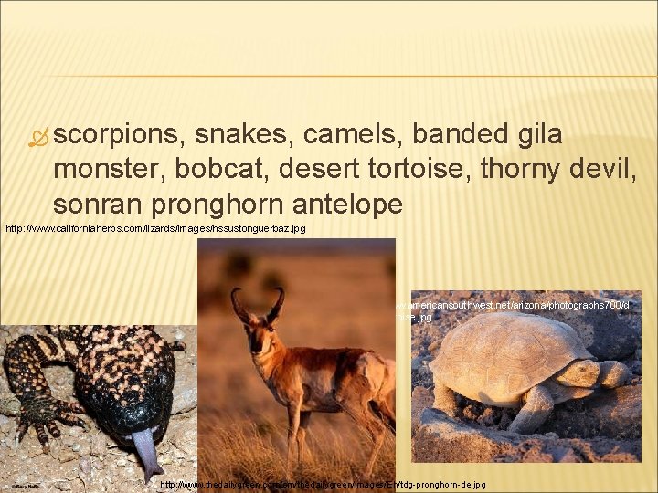  scorpions, snakes, camels, banded gila monster, bobcat, desert tortoise, thorny devil, sonran pronghorn