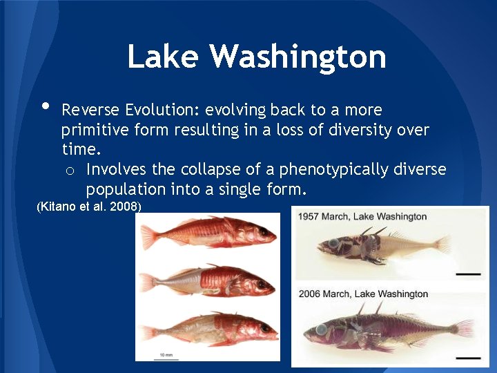 Lake Washington • Reverse Evolution: evolving back to a more primitive form resulting in