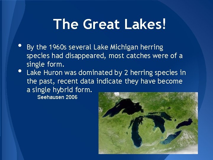 The Great Lakes! • • By the 1960 s several Lake Michigan herring species