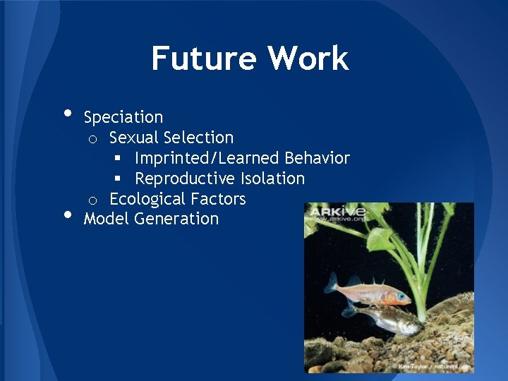 Future Work • • Speciation o Sexual Selection § Imprinted/Learned Behavior § Reproductive Isolation