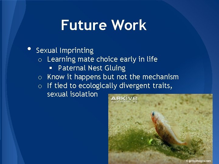 Future Work • Sexual Imprinting o Learning mate choice early in life § Paternal