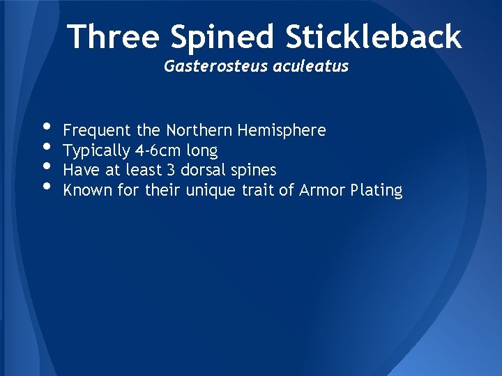 Three Spined Stickleback Gasterosteus aculeatus • • Frequent the Northern Hemisphere Typically 4 -6