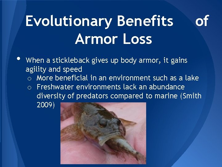 Evolutionary Benefits Armor Loss • of When a stickleback gives up body armor, it