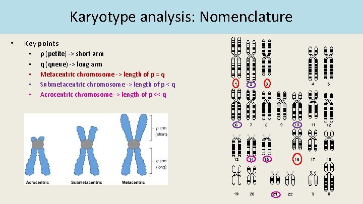 Karyotype analysis: Nomenclature • Key points • • • p (petite) -> short arm