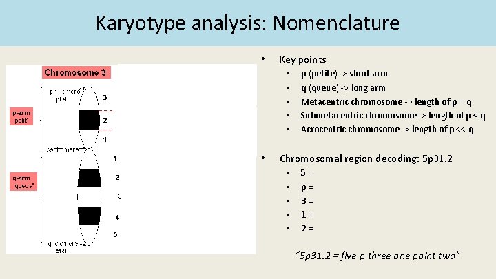 Karyotype analysis: Nomenclature • Key points • • • p (petite) -> short arm