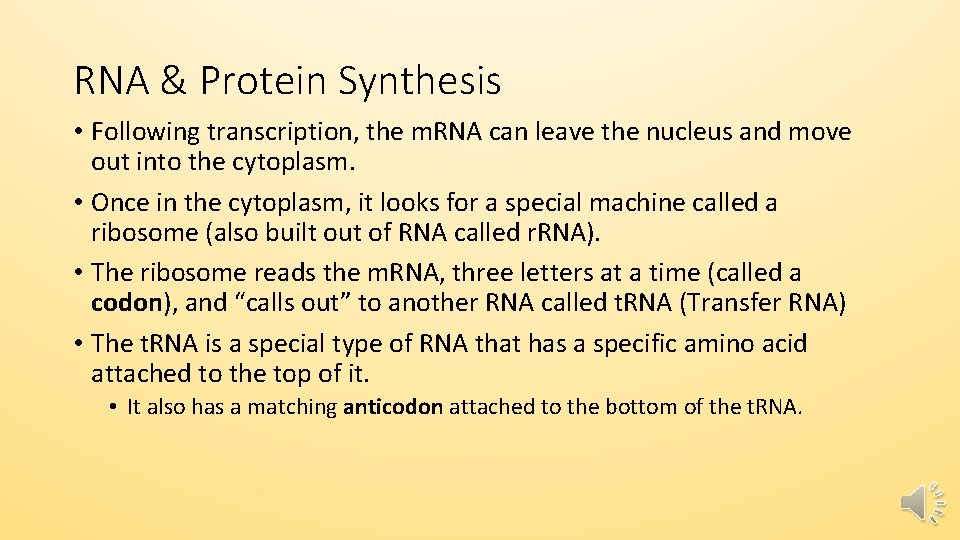 RNA & Protein Synthesis • Following transcription, the m. RNA can leave the nucleus