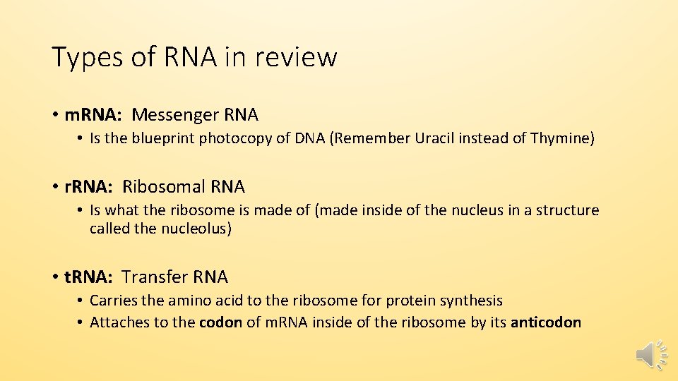 Types of RNA in review • m. RNA: Messenger RNA • Is the blueprint