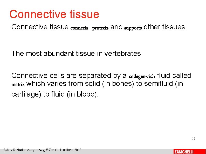 Connective tissue connects, protects and supports other tissues. The most abundant tissue in vertebrates.