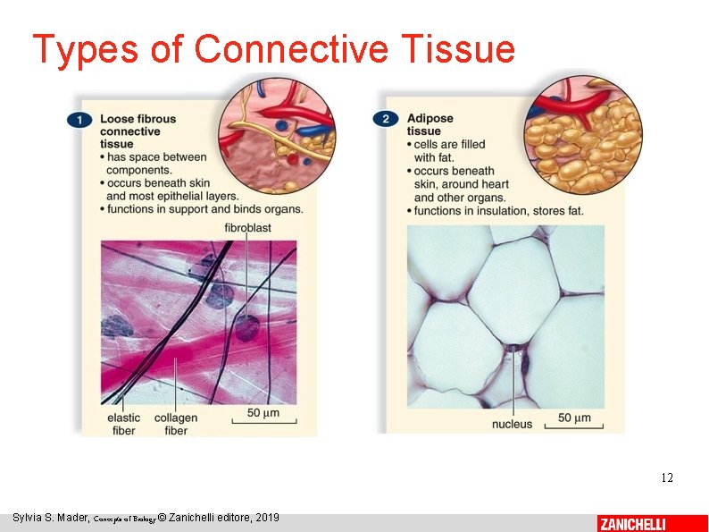 Types of Connective Tissue 12 Sylvia S. Mader, Concepts of Biology © Zanichelli editore,