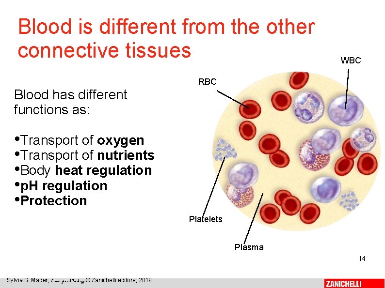 Blood is different from the other connective tissues WBC RBC Blood has different functions