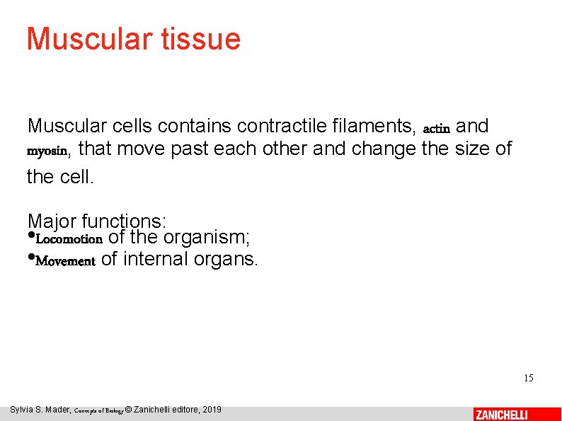 Muscular tissue Muscular cells contains contractile filaments, actin and myosin, that move past each