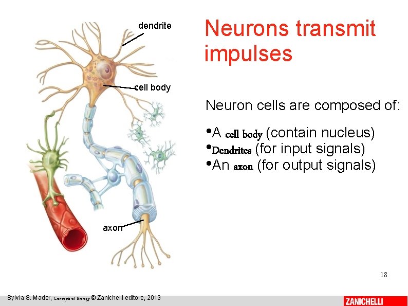 dendrite Neurons transmit impulses cell body Neuron cells are composed of: • A cell