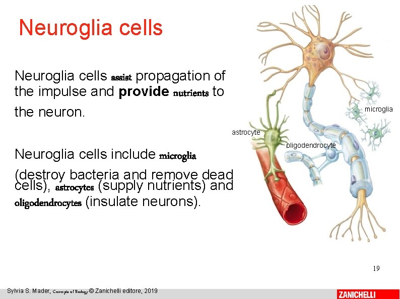 Neuroglia cells assist propagation of the impulse and provide nutrients to the neuron. microglia