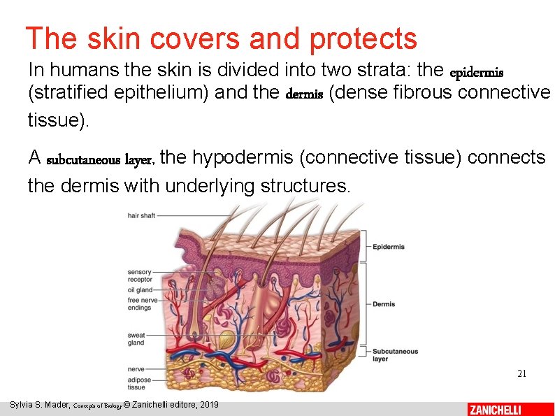 The skin covers and protects In humans the skin is divided into two strata: