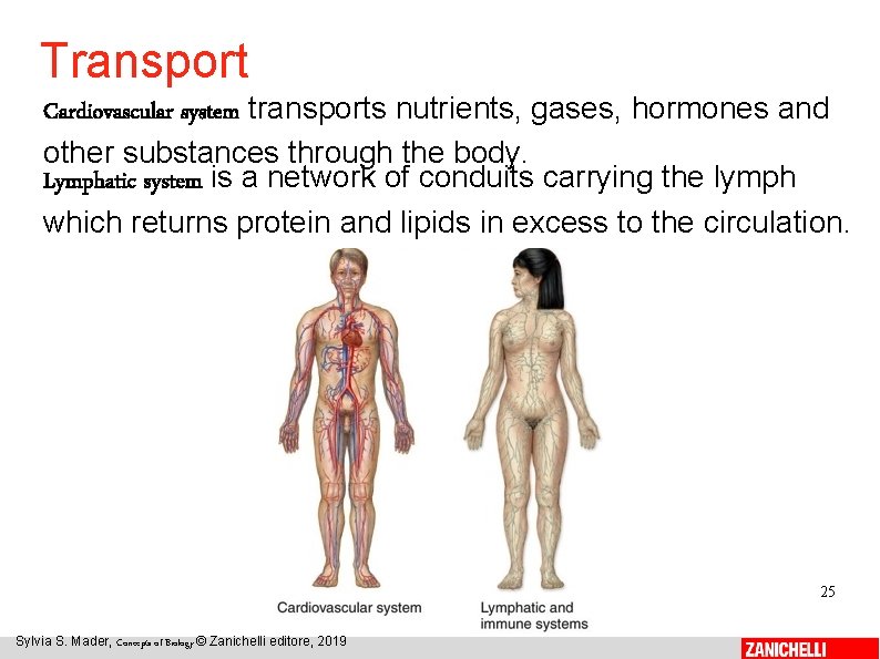 Transport Cardiovascular system transports nutrients, gases, hormones and other substances through the body. Lymphatic