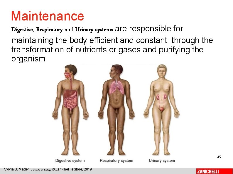 Maintenance Digestive, Respiratory and Urinary systems are responsible for maintaining the body efficient and