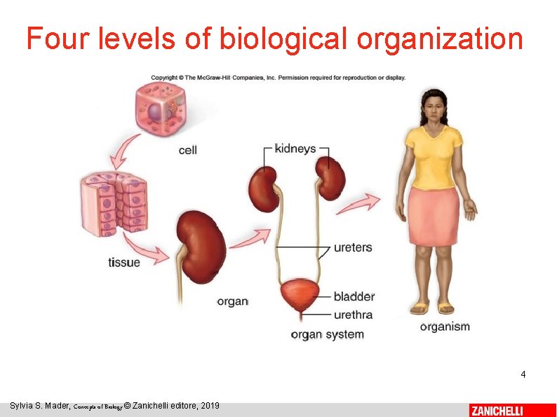 Four levels of biological organization 4 Sylvia S. Mader, Concepts of Biology © Zanichelli