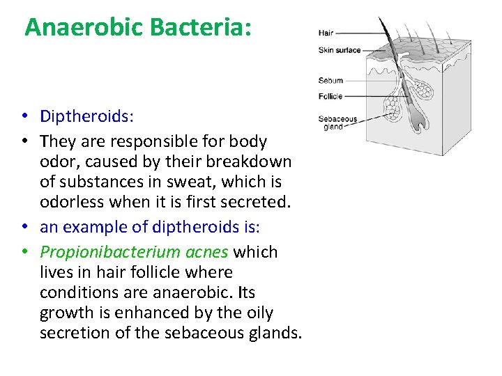 Anaerobic Bacteria: • Diptheroids: • They are responsible for body odor, caused by their