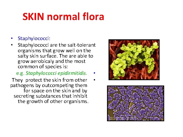 SKIN normal flora • Staphylococci: • Staphylococci are the salt-tolerant organisms that grow well