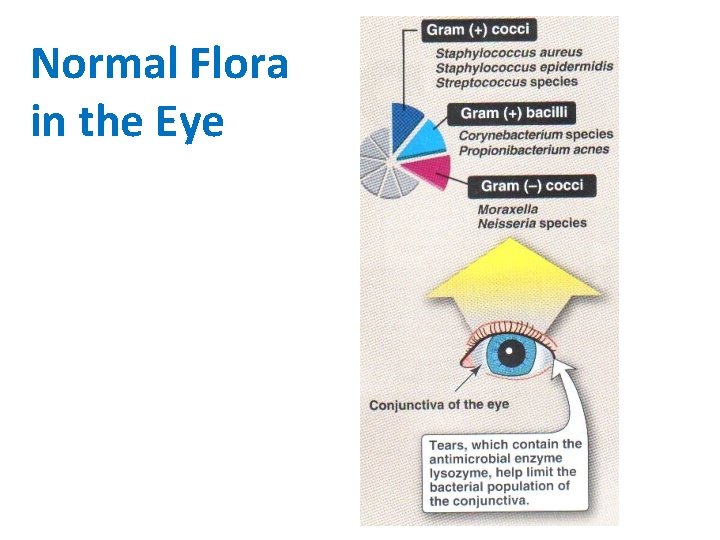 Normal Flora in the Eye 