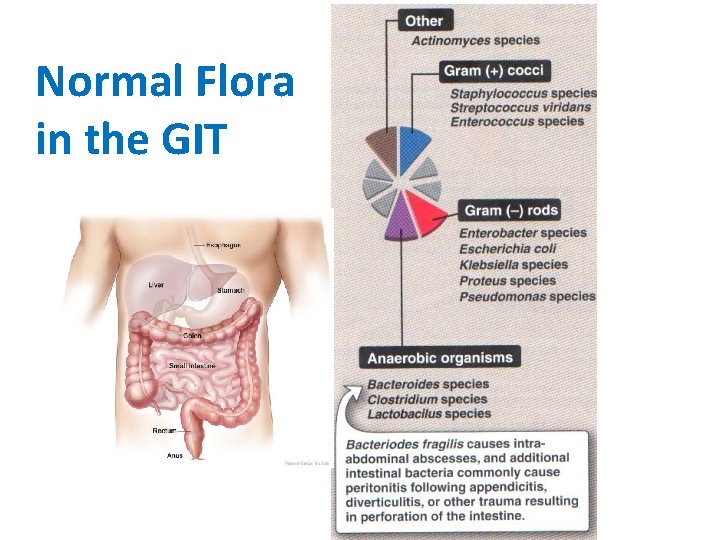 Normal Flora in the GIT 