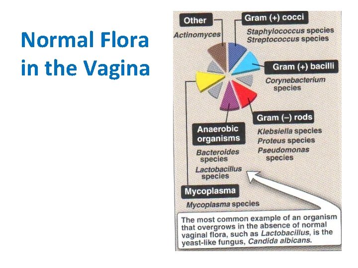 Normal Flora in the Vagina 