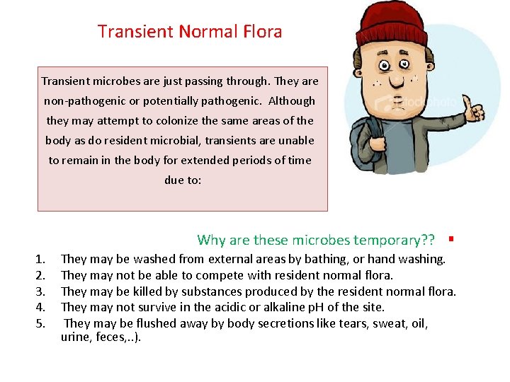 Transient Normal Flora Transient microbes are just passing through. They are non-pathogenic or potentially