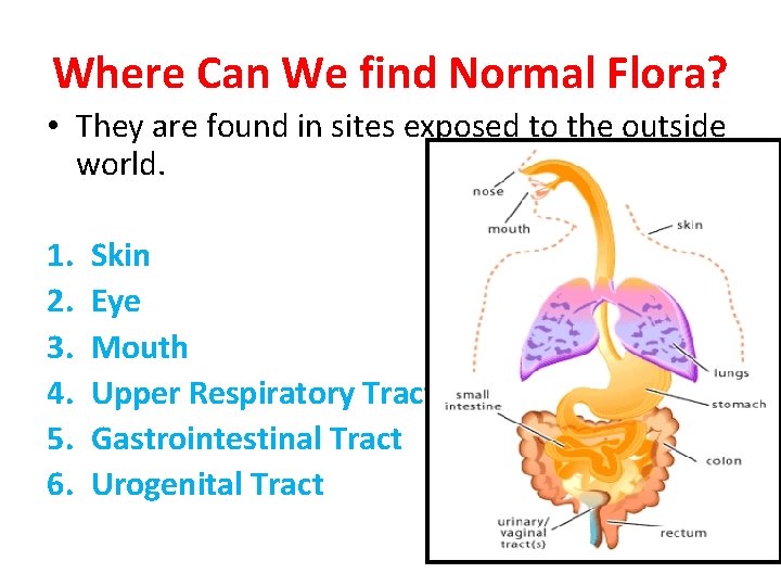 Where Can We find Normal Flora? • They are found in sites exposed to