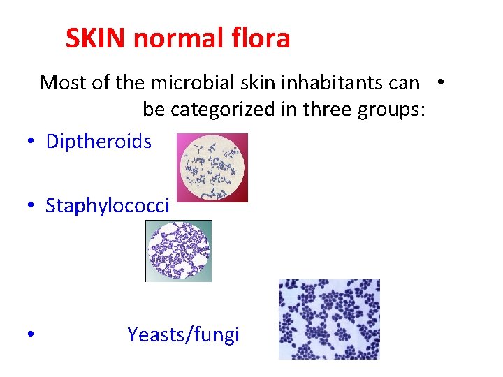 SKIN normal flora Most of the microbial skin inhabitants can • be categorized in