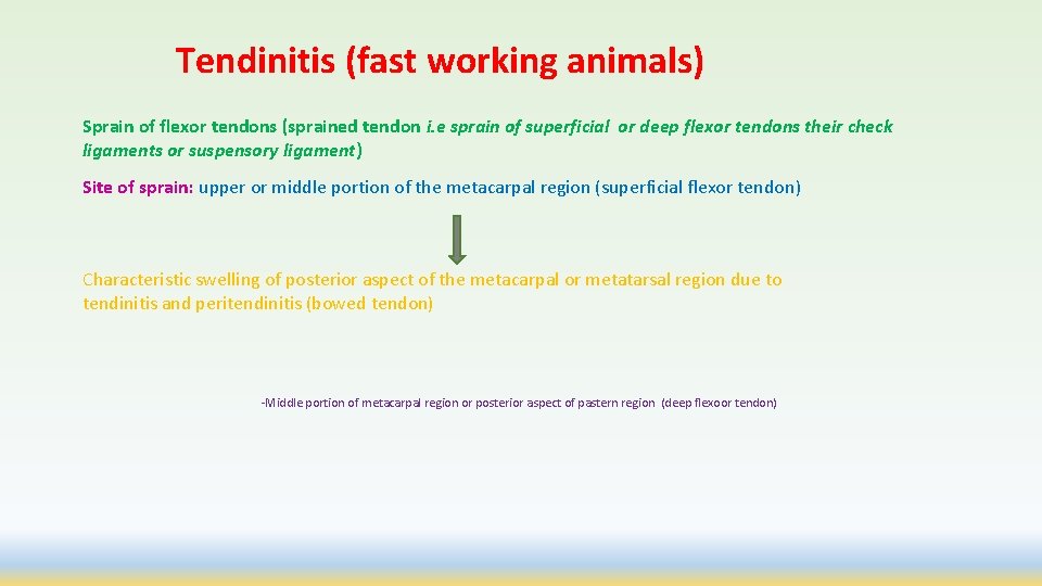 Tendinitis (fast working animals) Sprain of flexor tendons (sprained tendon i. e sprain of