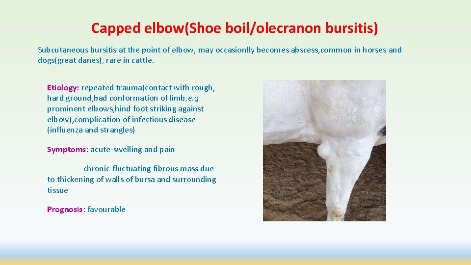 Capped elbow(Shoe boil/olecranon bursitis) Subcutaneous bursitis at the point of elbow, may occasionlly becomes
