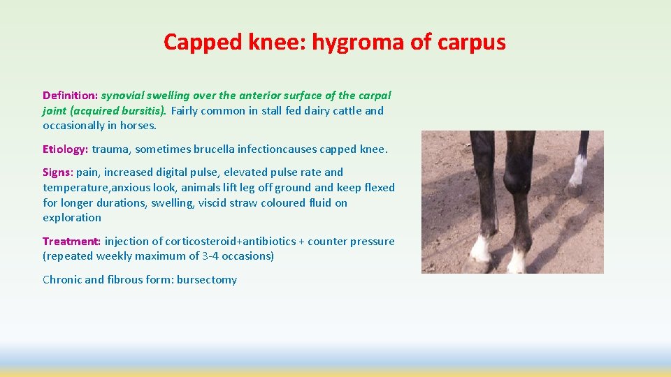Capped knee: hygroma of carpus Definition: synovial swelling over the anterior surface of the