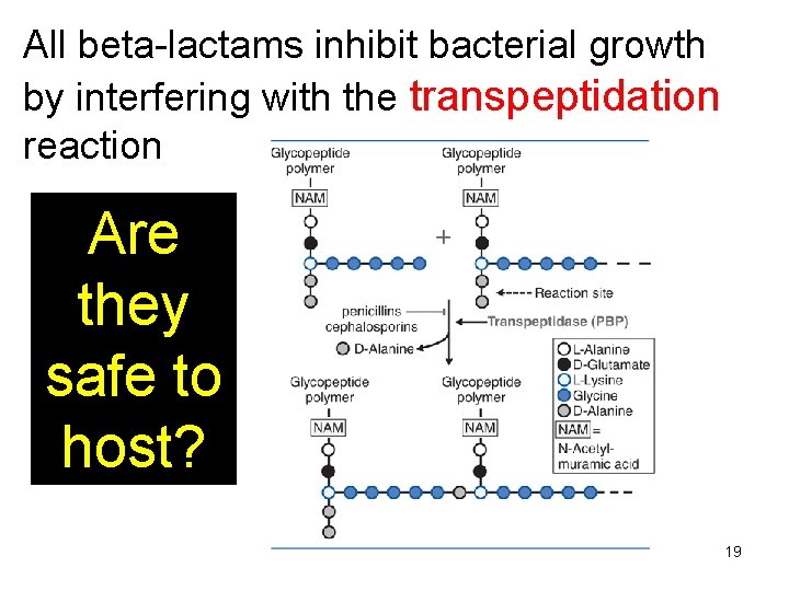 All beta-lactams inhibit bacterial growth by interfering with the transpeptidation reaction Are they safe