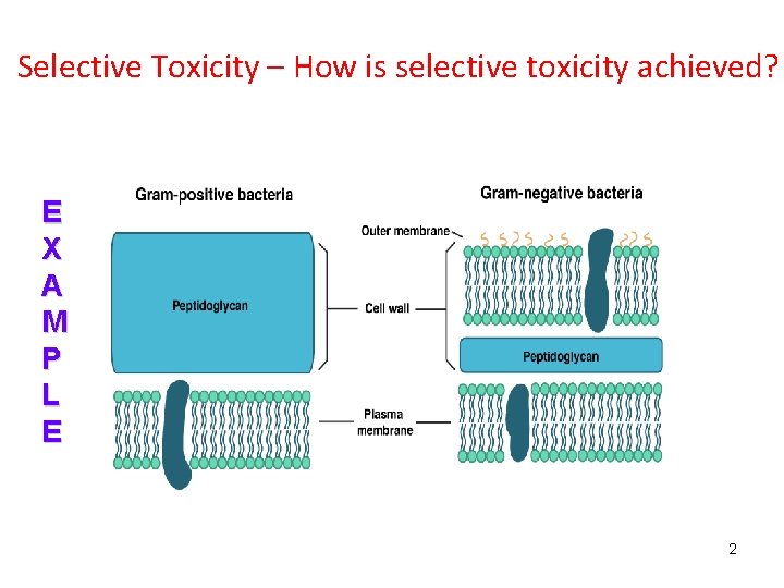 Selective Toxicity – How is selective toxicity achieved? E X A M P L