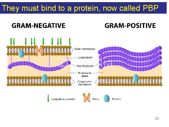 They must bind to a protein, now called PBP 21 