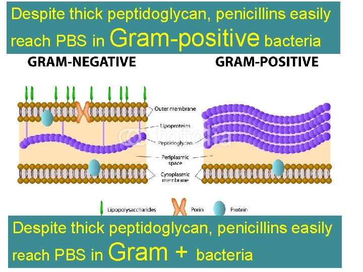 Despite thick peptidoglycan, penicillins easily reach PBS in Gram-positive bacteria Despite thick peptidoglycan, penicillins