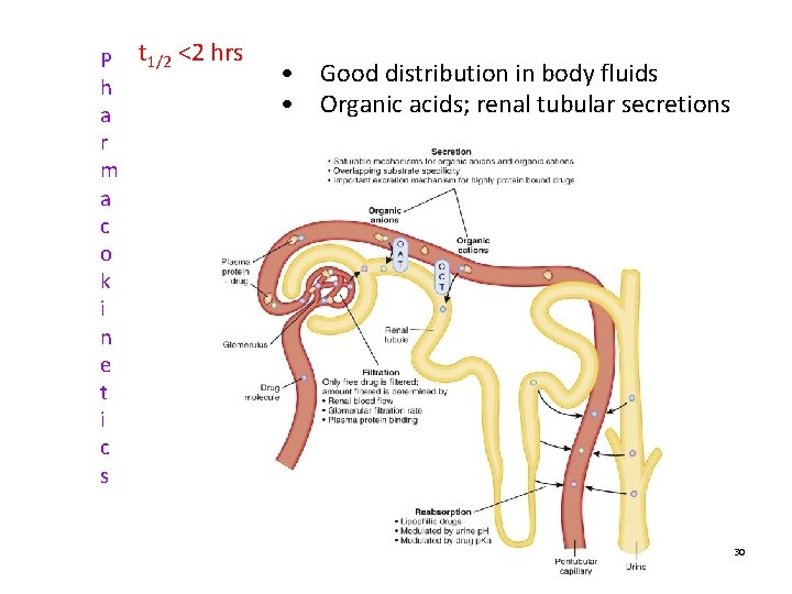 P t 1/2 <2 hrs h a r m a c o k i