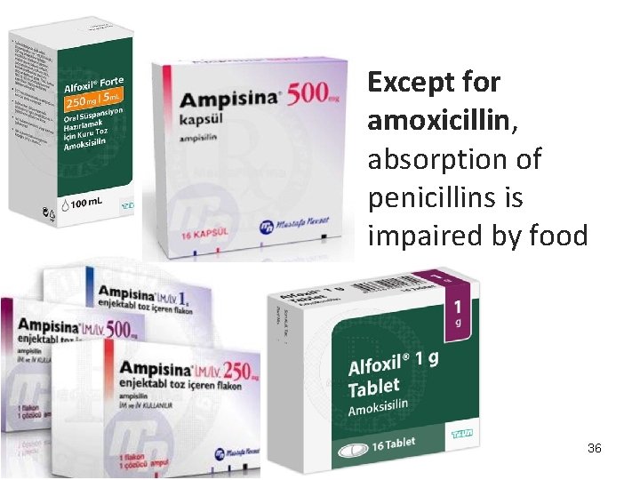 Except for amoxicillin, absorption of penicillins is impaired by food 36 