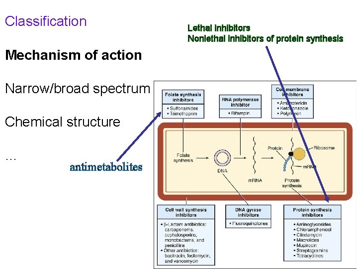 Classification Lethal inhibitors Nonlethal inhibitors of protein synthesis Mechanism of action Narrow/broad spectrum Chemical