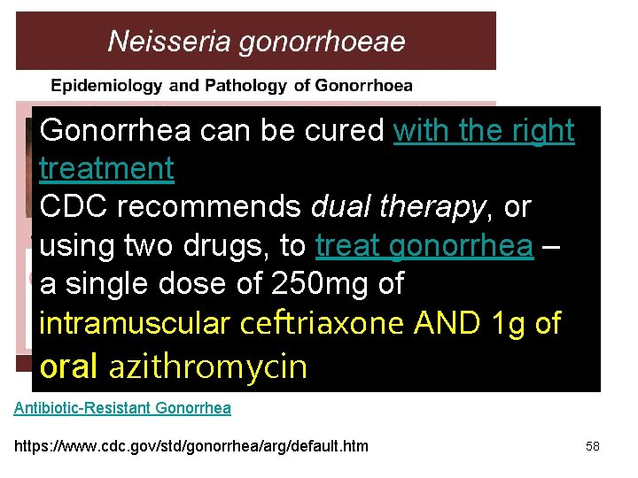 Gonorrhea can be cured with the right treatment CDC recommends dual therapy, or using