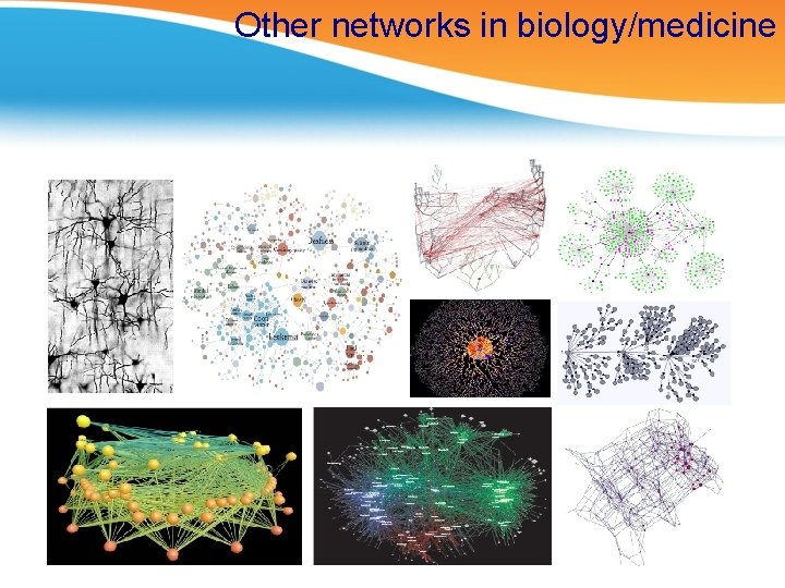 Other networks in biology/medicine 