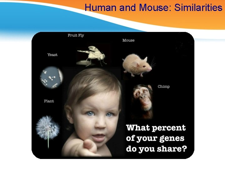 Human and Mouse: Similarities 