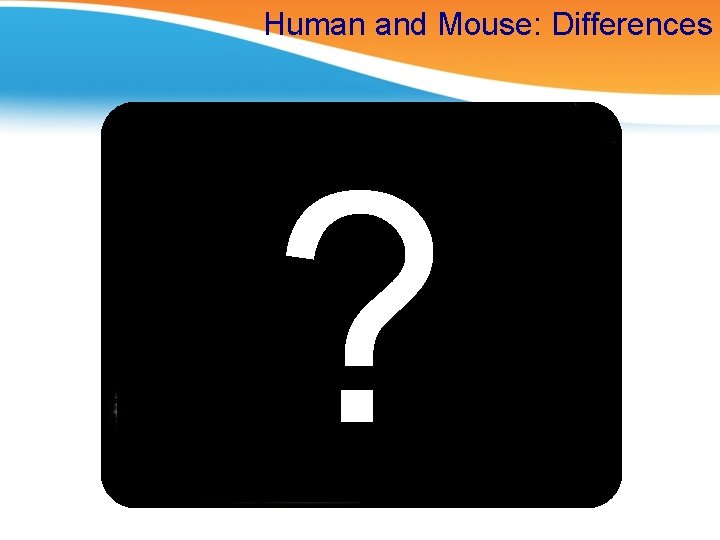 Human and Mouse: Differences ? 