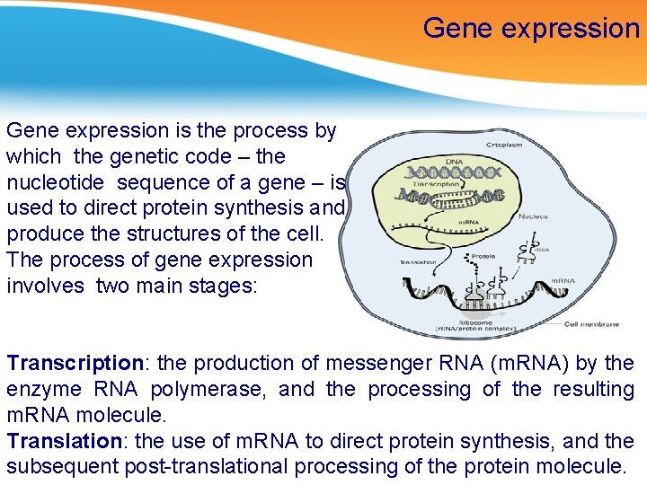 Gene expression is the process by which the genetic code – the nucleotide sequence