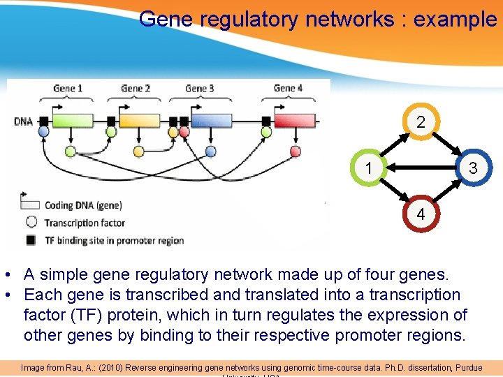 Gene regulatory networks : example 2 1 3 4 • A simple gene regulatory