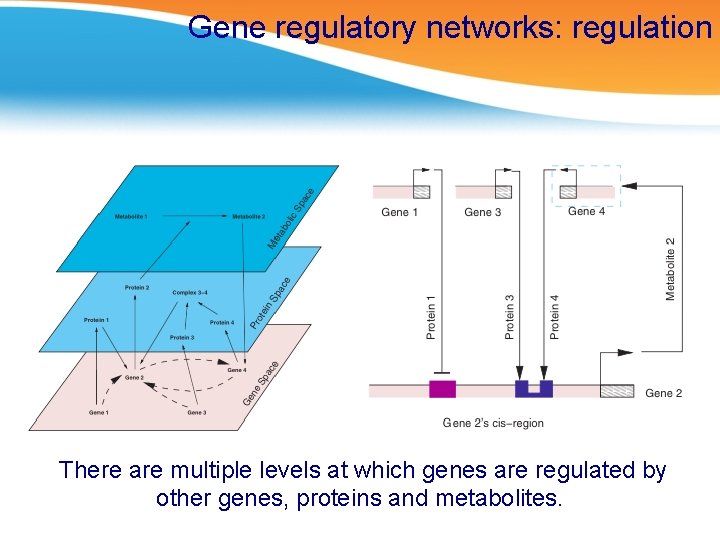 Gene regulatory networks: regulation There are multiple levels at which genes are regulated by