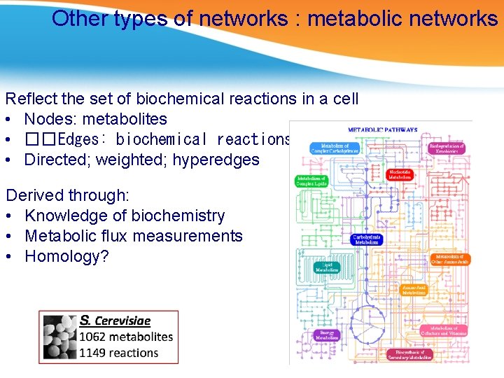 Other types of networks : metabolic networks Reflect the set of biochemical reactions in
