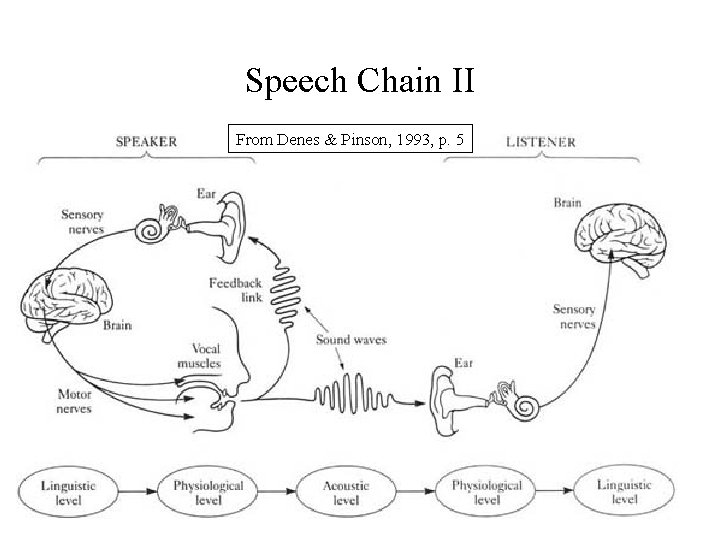 Speech Chain II From Denes & Pinson, 1993, p. 5 