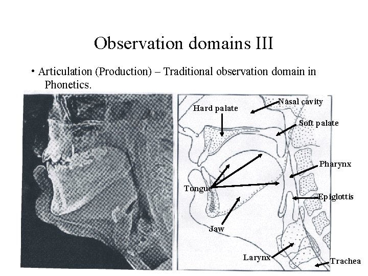 Observation domains III • Articulation (Production) – Traditional observation domain in Phonetics. Nasal cavity